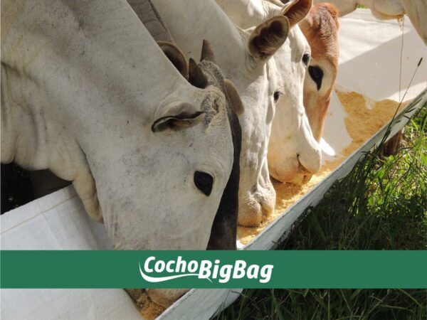 Cocho Big Bag Cocho Para Gado Big Bag